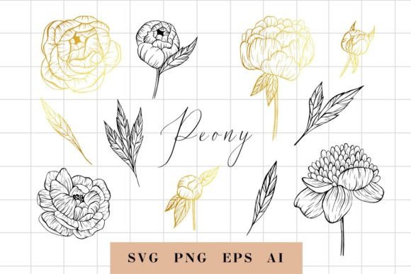 Hand Drawn Peony Flowers PNG