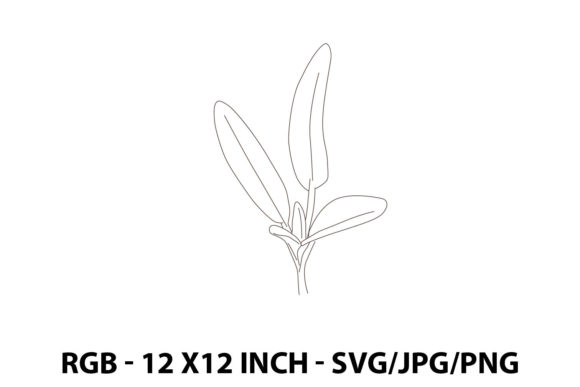 Illustration of a Sage Plant: Graphics and Illustrations for Branding