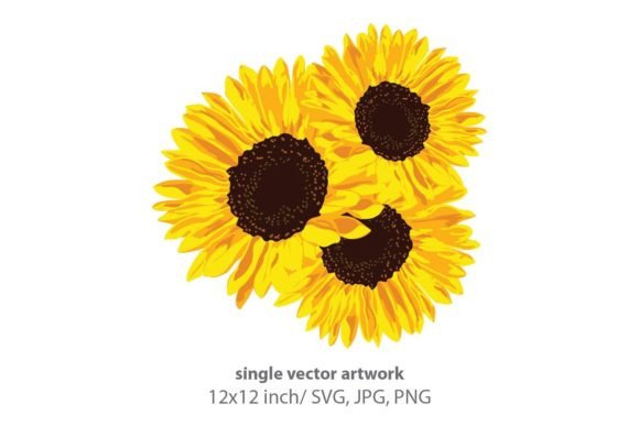 Sunflower Isolated on White