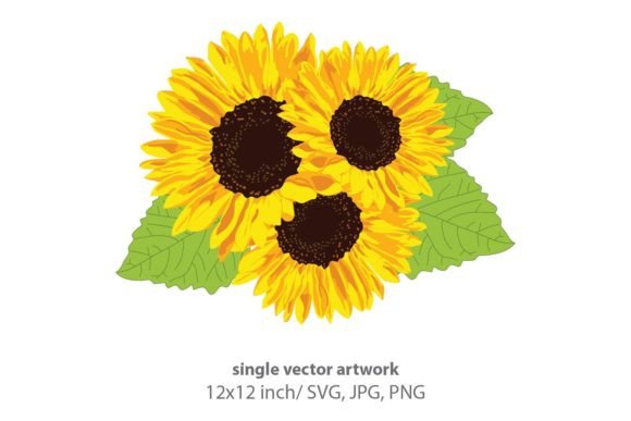 Sunflower Isolated on White Svg Graphics